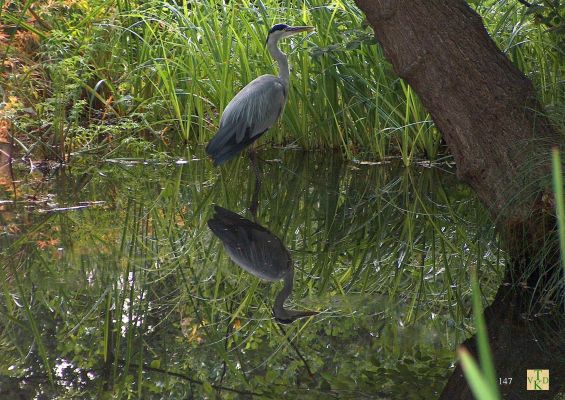 0147 Reiger in de sloot.
