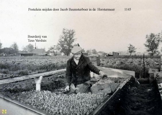 1145 Postelein snijden.
