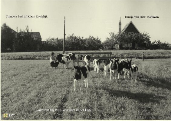 1370 Kalveren bij Voshaart 
