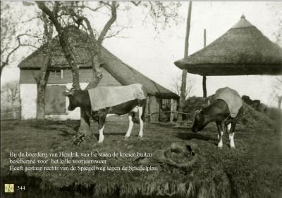 Koeien met rug bedekking
Bij de boerderij van Hendrik van Ee staan de koeien buiten beschermd voor het kille voorjaarsweer.
De boerderij heeft gestaan rechts van de Spiegelweg tegen de Spiegelplas.
Trefwoorden: Boerderij
