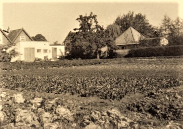 2502
 Groentetuin va H. Ambachtsheer.
