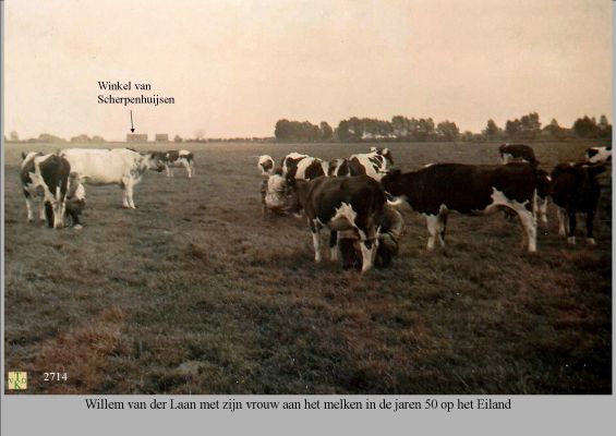 2714 
 Koeien in de wei. W.v.der Laan  met zijn vrouw aan het melken 
