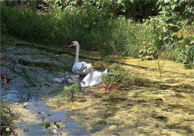 325
_Jonge_zwanen

