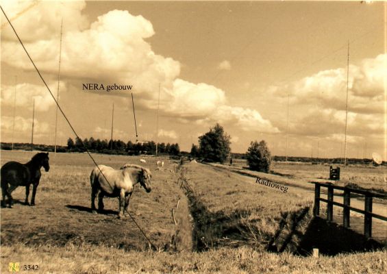 3342
Paarden_bij__NERA_gebouw
