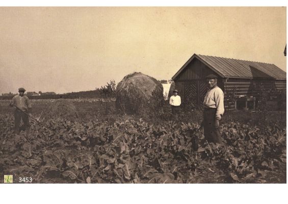 3453
Tussen_de_bloemkolen_
