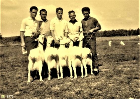 3575
Geitenkeuring op het land van J. Venneman.
