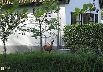 Bestandsnaam=2980_Hert_in_de_tuin_Aneveense_pad.jpg
Bestandsgrootte=546KiB
Afmetingen = 1754x1240
Datum toegevoegd = 28-11-2018 2980_Hert_in_de_tuin_Aneveense_pad.jpg