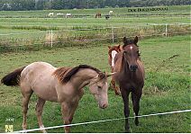 Bestandsnaam=3003_Paarden_Boezemkanaal_.jpg
Bestandsgrootte=434KiB
Afmetingen = 1754x1240
Datum toegevoegd = 02-05-2017 3003_Paarden_Boezemkanaal_.jpg