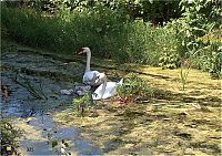 Bestandsnaam=325_Jonge_zwanen_personen.jpg
Bestandsgrootte=995KiB
Afmetingen = 1754x1240
Datum toegevoegd = 21-09-2021 325_Jonge_zwanen_personen.jpg