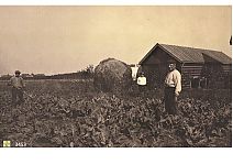 Bestandsnaam=3453_Tussen_de_bloemkool_.jpg
Bestandsgrootte=473KiB
Afmetingen = 1754x1240
Datum toegevoegd = 08-11-2019 3453_Tussen_de_bloemkool_.jpg