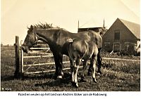 Bestandsnaam=4324_paard_A__Stoker_Radioweg.jpg
Bestandsgrootte=439KiB
Afmetingen = 1754x1240
Datum toegevoegd = 01-10-2021 4324_paard_A__Stoker_Radioweg.jpg