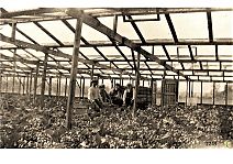 Bestandsnaam=In_de_kas_bij_Welle.jpg
Bestandsgrootte=480KiB
Afmetingen = 1754x1240
Datum toegevoegd = 04-01-2020 In_de_kas_bij_Welle.jpg