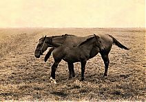 Bestandsnaam=Paarden_van_A_Stoker_.jpg
Bestandsgrootte=530KiB
Afmetingen = 1754x1240
Datum toegevoegd = 15-03-2020 Paarden_van_A_Stoker_.jpg