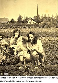 Bestandsnaam=_Aardbeien_Sniplaan_.jpg
Bestandsgrootte=354KiB
Afmetingen = 1240x1754
Datum toegevoegd = 05-08-2021 _Aardbeien_Sniplaan_.jpg