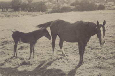Boerderij-Hein-Galesloot
Boerderij Hein Galesloot aan de Reeweg 5
Trefwoorden: Boerderijen