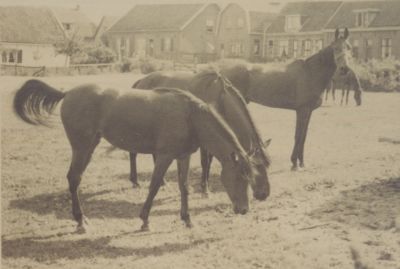 Boerderij-Wenneker
Boerderij Fam. Wenneker Eilandseweg 16.
