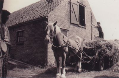 Hooibouw-op-Hinderrust
Hooibouw op boerderij 