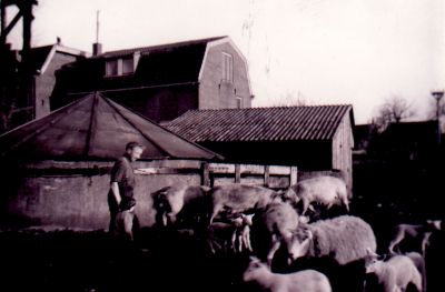 Thom-Groenendaal-op-de-nieuwe-hooilader
Thom Groenendaal op de nieuwe hooilader bij de Hoeve Corneliahoeve, Voorstraat 2.
Trefwoorden: Voorstraat, boerderij