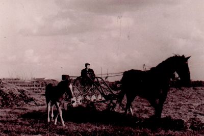 Lam-aan-het-werk-op-het-land-Horstermeer
In 1924 kocht de heer C. Lam uit Soest de boerderij van het R.K. Armbestuur. De veehouderij groeide uit tot een flink bedrijf. Zoon Gijs nam de melkveehouderij over. Hij bekwaamde zich ook in het fokken van vee. De oude boerderij werd in plus minus 1985 vervangen door een nieuwe woning. De stallen en schuren zijn nog wel aanwezig, maar het bedrijf werd al enige jaren terug beëindigd.
Foto ca. 1965
Zie verder: Werinon 51, het jaar van de boerderij
Trefwoorden: Middenweg, Horstermeer
