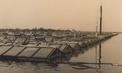 Ondergelopen-kassen
Kassen (zgn) warenhuizen van de familie Ruizendaal.
Onder water gezet in de oorlog.
Trefwoorden: Hostermeer