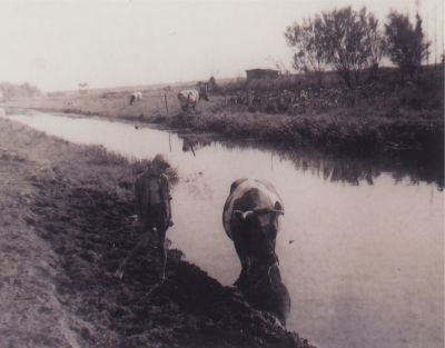 Koe-zoekt-verkoeling-in-sloot
Koeien van de Fam H. van Ruitenbeek zoeken verkoeling in de sloot bij het weiland aan de Middenweg 126.
