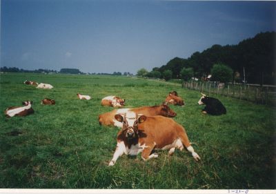 Herkauwende-koeien
Herkauwende koeien

