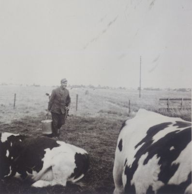 Koeien-om-gemelkt-te-worden
Roel van Ee melkt de koeien op het land  bij  Schoordijk
