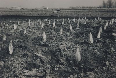 Proefveld-Witlof-zaadteelt
Proefveld met witlof zaailingen bij Gebr. Strijbis aan de Middenweg 49 in de Horstermeer. In opdracht van de Directie van Landbouw, Tuinbouw. Voorlichtingsdienst.
