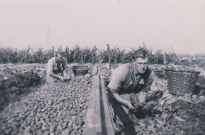 Witlof-steken
Tuinderij Horstermeer Gebr. Strijbis
