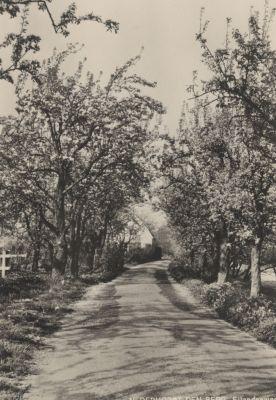 Boomgaard-Welle
Boomgaard aan de Eilandseweg. Voorheen woning van Bernand Hageman.
