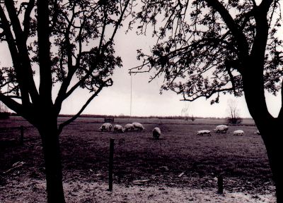 Varkens-in-de-wei
Varkenskamp in de Horstermeer, Radioweg 1 van de Familie J. Stoker.
Zie ook foto 05-07-09A
