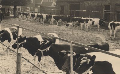 Veekeuring-achter-de-Voorstraat
Veekeuring (Achter mevr. V.d.Voorn) (tegenwoordig Charlotte Kuilboer). Achter de Voorstraat, recht tegenover de  R.K. Kerk.
