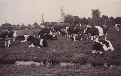 Weiland-met-op-de-achtergrond-de-kerken
Op de achtergrond de torens van de katholieke en protestantse kerk
Trefwoorden: Dieren Veekeuring