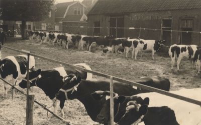 Pauze-veekeuring
Pauze veekeuring
Trefwoorden: Veekeuring