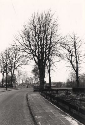 Gezicht-op-JB-Plein
De Juliana-Bernhardboom werd geplant t-g-v- het huwelijk van Prinses Juliana  later koningin Juliana  en Prins Bernhard in 1937-  Het hekwerk rond de boom is vervaardigd door de firma Den Bak en Scherpenhuijsen
Trefwoorden: Dorpszicht