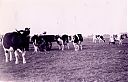 Bestandsnaam=A99999_(BRDR1)_@19490000F_@Fa-van-Wijk-aan-het-melken_@Reeweg_@_(05-05-10a-571_W-van-Wijk-sr).jpg
Bestandsgrootte=573KiB
Afmetingen = 2643x1703
Datum toegevoegd = 16 apr 2021 A99999_(BRDR1)_@19490000F_@Fa-van-Wijk-aan-het-melken_@Reeweg_@_(05-05-10a-571_W-van-Wijk-sr).jpg
