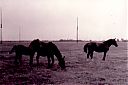 A99999_(BRDR1)_@19650000F_@Paarden-van-Lam-en-masten-vd-NERA_@Horstermeer_@_(05-15-12a-518_Fam-G-Lam).jpg