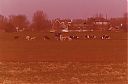 Bestandsnaam=A99999_(BRDR1)_@19790000F_@Boerderij-van-Wenneker_@Eilandseweg_@_(01-24-07-871_P-Holdinga).jpg
Bestandsgrootte=495KiB
Afmetingen = 3021x1987
Datum toegevoegd = 16 apr 2021 A99999_(BRDR1)_@19790000F_@Boerderij-van-Wenneker_@Eilandseweg_@_(01-24-07-871_P-Holdinga).jpg