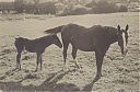 Bestandsnaam=A99999_(BRDR1)_@19990000F_@Boerderij-Hein-Galesloot_@Reeweg_@_(03-31-10-909_Jan-Baar).jpg
Bestandsgrootte=234KiB
Afmetingen = 1874x1244
Datum toegevoegd = 16 apr 2021 A99999_(BRDR1)_@19990000F_@Boerderij-Hein-Galesloot_@Reeweg_@_(03-31-10-909_Jan-Baar).jpg