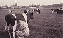 A99999_(BRNL1)_@19550000F_@Koeienmelken_@Kuyerpolder_@_(05-04-07b-239_Fam-P-Snoek).jpg