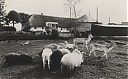 Bestandsnaam=A99999_(MNMT1)_@19780000F_@Boerderij-Fam-Korver_@Eilandseweg_@_(03-25-12-406_Onbekend).jpg
Bestandsgrootte=545KiB
Afmetingen = 3234x2011
Datum toegevoegd = 16 apr 2021 A99999_(MNMT1)_@19780000F_@Boerderij-Fam-Korver_@Eilandseweg_@_(03-25-12-406_Onbekend).jpg
