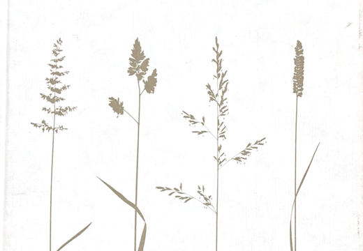 B043 Plantenrijk - 1 van 2